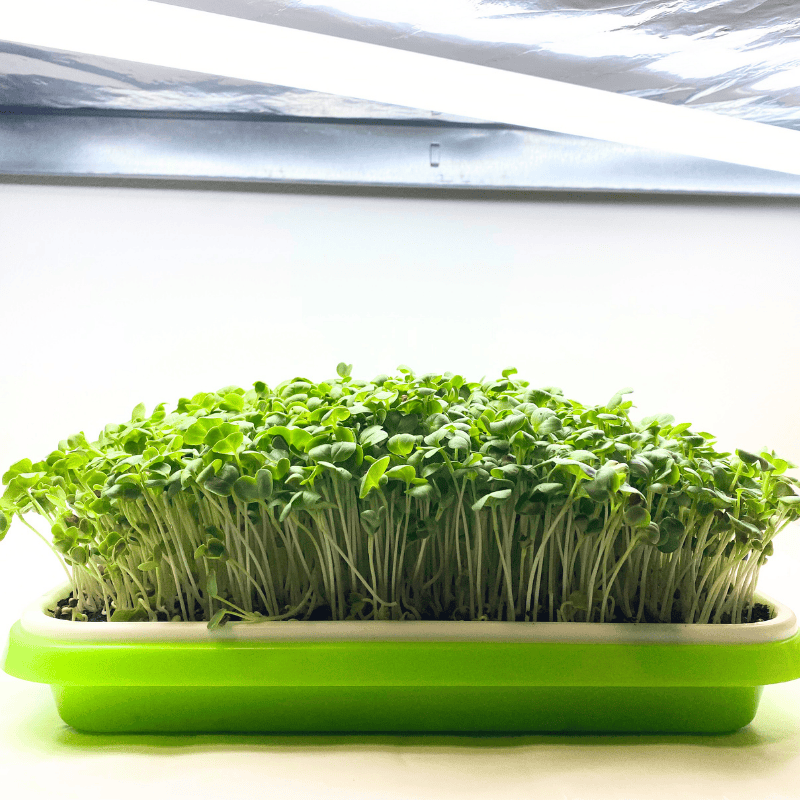 Microgreens před sklizní